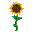 SunflowerV1.png