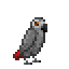 GreyParrot.png